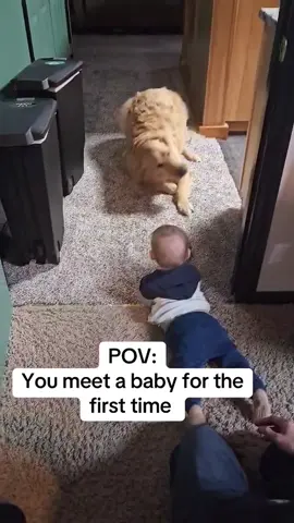 Dog and baby ❤️#dog #baby #pet #Love #lovestory #cute #bestfriend #dogsoftiktok #foryou #usa🇺🇸 