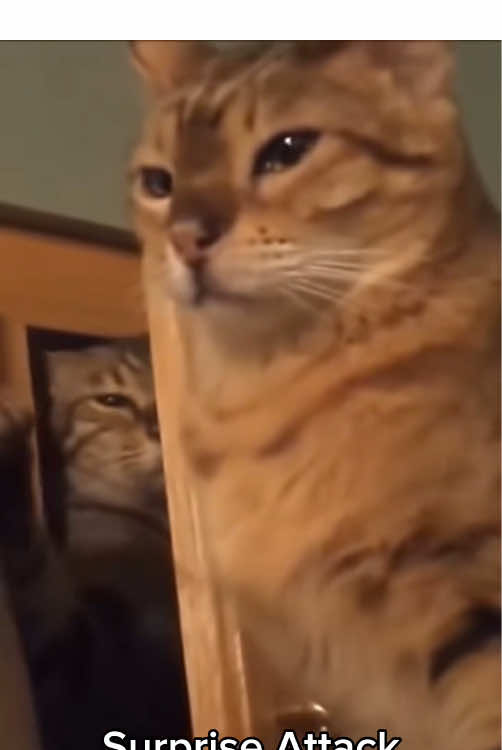 Tow cats =double the happy 🎉🎉#funnyvideos #pet #fyp #catsoftiktok #cute #foyou #tiktok #kitten #funnyvideo #fyppppppppppppppppppppppp 