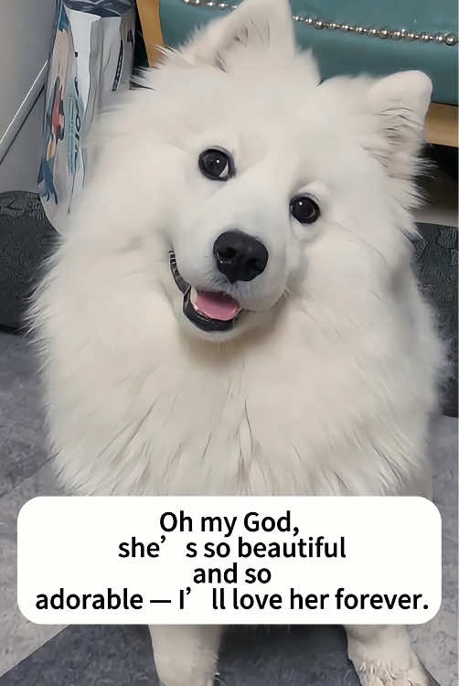 Rescue the lovely wandering Samoyed🥺🥺🥺❤️❤️❤️#rescue #wandering #Love #warm #help #SPCA #pitiful #cute #dog #dogsoftiktok #rescuedog 