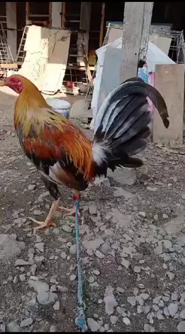 pumpkin#ayam import#ayam pilipin#sarkodes #salam kaki kiri