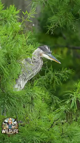 A young great blue heron tests its wings in the quiet marsh, flapping like it’s rehearsing for its first big takeoff—but not quite ready to leave the nest just yet. #greatblueheron #heron #birds #marsh #sonyalpha #wildlife #wildlifevideos #fyp 