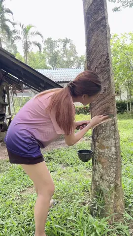 อาชีพที่เลี้ยงเรามาตั้งแต่ลืมตามองโลก #กรีดยาง #ลูกสาวสวนยาง #สาวสวนยาง #หัดกรีดยาง #สาวตรัง #หัดไปเรื่อยๆๆเดี๋ยวก็เก่ง✌️ 