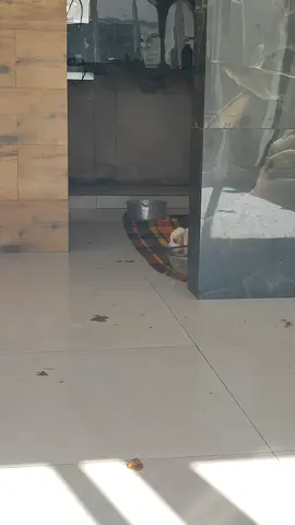 #bassethoundpuppy  #bassethoundsoftiktok #filhotesdecachorro #filhotes 