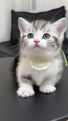 😼😽#Tatcha #cat #fpy #foryou #adorable #babycat 