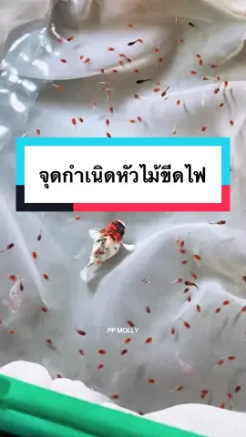 จุดกำเนิดหังไม้ขีดไฟ  🔥RED HEAD🔥#เรดเเฮดที่จริงใจ #redheadที่จริงใจ   #มีปลามีfarmsuk #PPMOLLY #สวัสดีชนเผาMOLL #น้ำใสต้นไม้สวยปลาลั้นลา  #redhead #farmsukfishsthailand #balloon #molly #balloonmolly #มีปลามีfarmsuk #มีปลามีฟาร์มสุข #ppballoonmolly #ปลาบอลลูน #ปลาบอลลูนยักษ์ #ปลาบอลลูนน่ารักก #ปลาบอนลูนหางบ่วง #ปลาบอลลูนหางพัด   #น้ำใสต้นไม้สวยปลาลั้นลา #ปลาบอลลูนลายม้าลาย #ปลาบอลลูนม้าทอง 