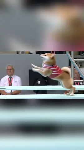 Which one do you like best?#funny #cute #fortoupage #foryou  #diving #competition #animals #funnyvideos #fyp 