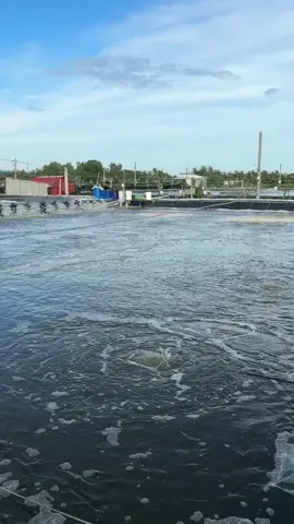 Sang tôm Farm số 1.