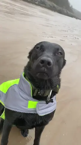Milo vs. storm (ig callum_sinden) #dog