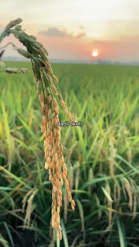 Sugeh sugeh sugeh🤲#fypシ #fyp #nyore #sunset #glodokcity #sawah 