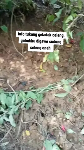 pondoksong munjungan #fypage #pesona #petanimuda #di #daerah #trenggalek #munjungan #kabar #terkini 