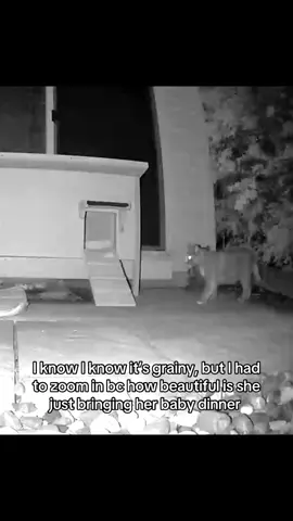 The weaning process continues! Closer and closer to  the age we can catch him and socialize 😍🥰 #fyp #foryoupage #cat #weaning 