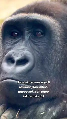 #fypp jenenge percintaan kadang sedih kadang yo nemen😪#jowopride #katakata #sedih #galau #sad #sindiran #bojonewong #storytime #storywa #fyip #fypage #foryou #fyp #xyzbca #masukberanda #berandatiktokterbaru #puitekchanel #gorilla #sadvideos #sadvibes🥀 @tukang_ngontens #capcut 