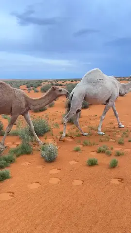 #الابل_عطايا_الله_عشاق_البداوة_🐪😍 #حدود_الشمالية 