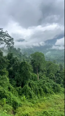 ស្អាតដូចគំនូរ💚#natural #forest #views #tree #fresh #mountain #cambodia #viral #fyp #urfavlotussss 