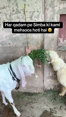 Har qadam pe Simba ki kami mehsoos hoti hai…#fyppppppppppppppppppppppp #videoviral #fypppppppppppppp #fyppppppppppppppppppppppp 