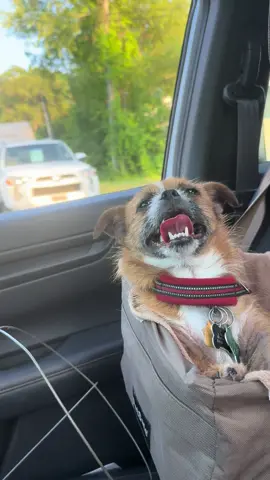 Nothing better after the dog park then all the windows down and @chappell roan #dogsoftiktok #doglover #summervibes #summernights #summerdrives 