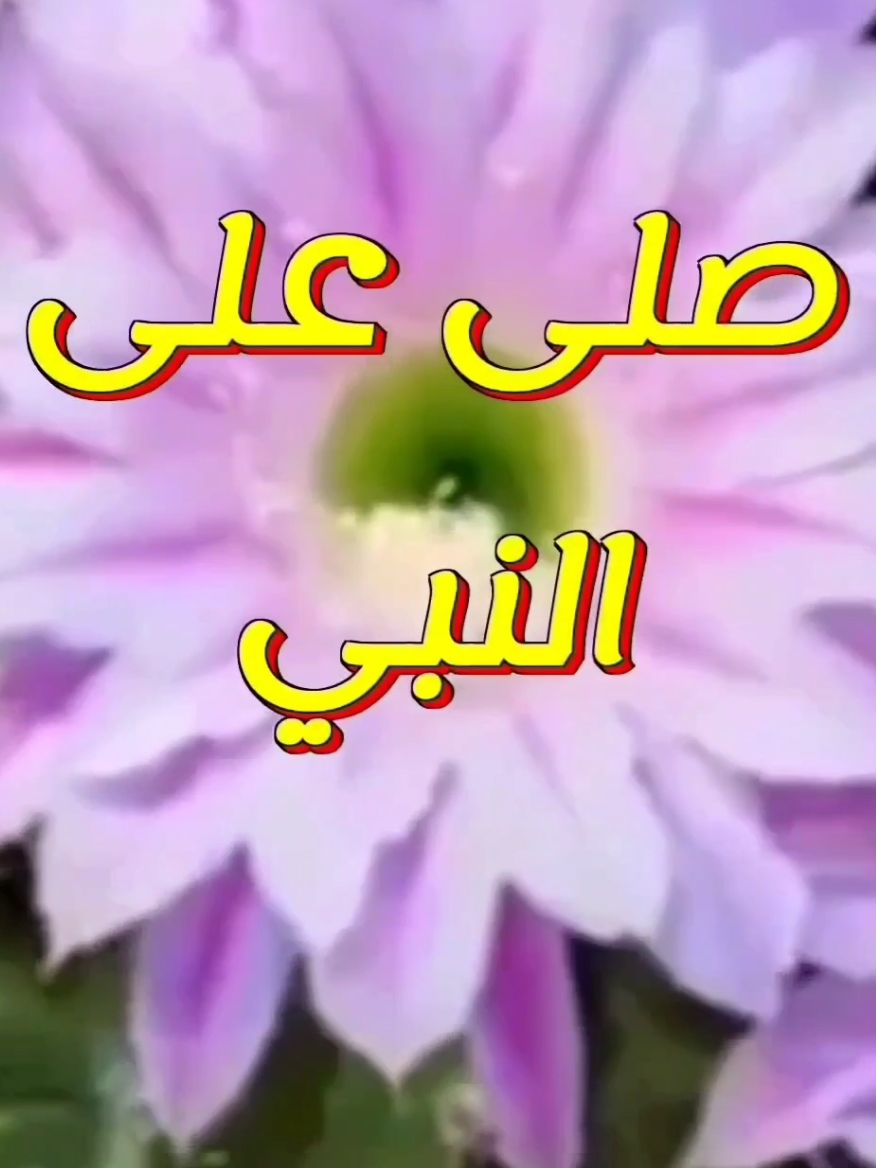 جمعة نباركة بالصلاة على النبي 🌺#صلوا_على_رسول_الله #صلى_على_رسول_الله_صل_الله_عليه_وسلم #جمعة #دعاء #قران #اكسبلور #tiktok #trending #viral #2025 