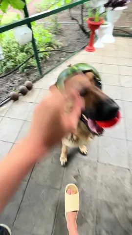 Police hat for Rocky 