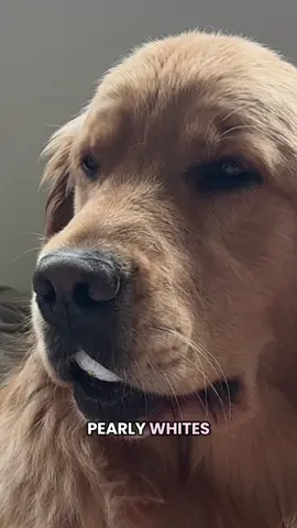 Suspicous  #goldenretriever #goldenretrieverlife #dog #dogsoftiktok #dogs #pet #petlover 
