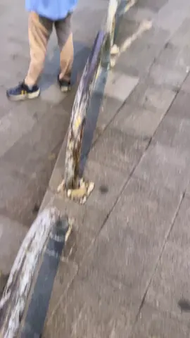 bogor#vibesbogoraesthetic #tugukujangbogor #fyp 