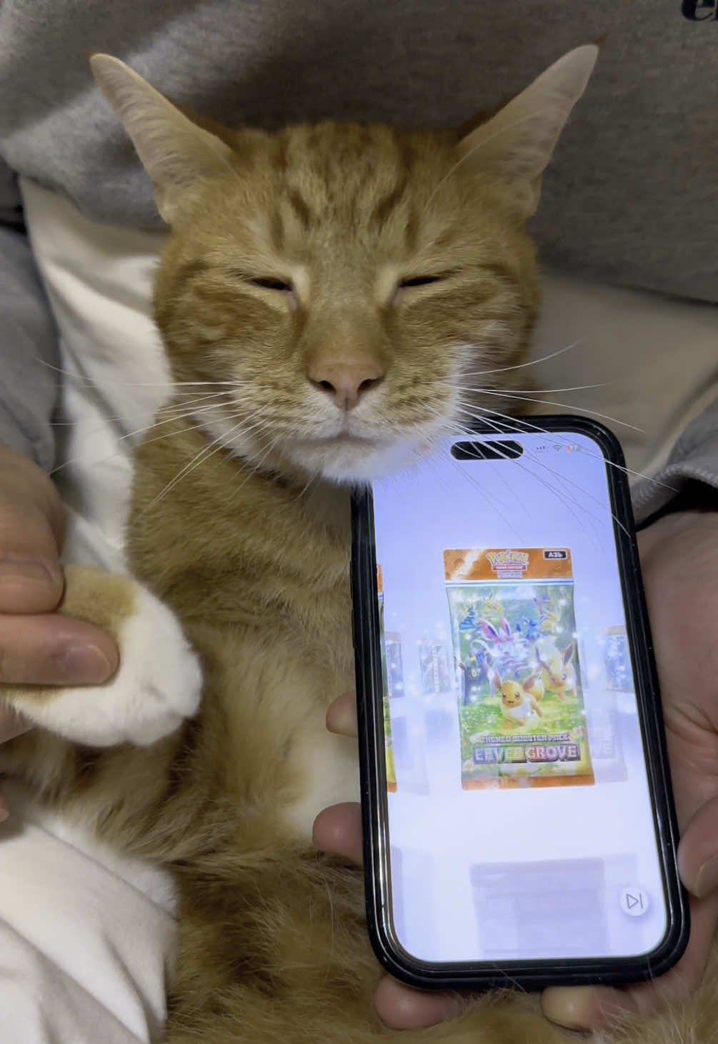 ✨ Our first immersive card after 110 days of Catsopenpacks! ✨  Day 1 of the Eevee Grove pack. This is what we’ve been waiting for - let’s go!! 👊🏻 Day 110 Don Don Behaviour: 5/5 🤩 Card Rating: 🤯/5  . . . . #pokemon #pokèmon #pokemoncommunity #pokemoncollector #pokemontcgcollection #pokémontcg #pokemontcg #cat #cats_of_instagram #instacat #catstagram #catsofinstagram #catlover #funnycats #cutecats #catsopenpacks @Pokémon/ポケモン【公式】 @Pokémon Company Int’l 