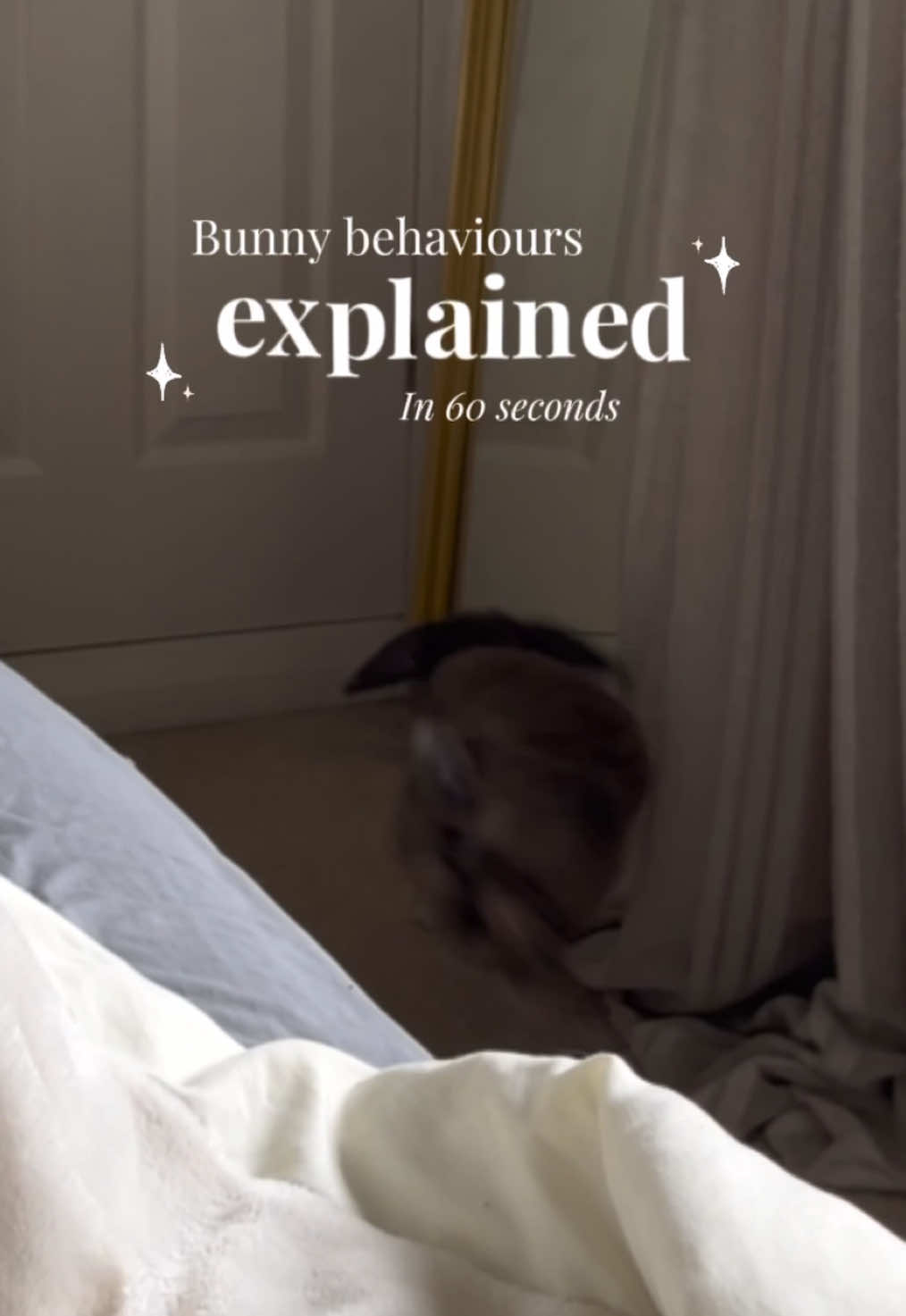 Which is your favourite? 🥰 #bunnytok #PetsOfTikTok #pet #rabbit #bunny #bunnyrabbit #bunniesoftiktok #rabbitsoftiktok #freeroambunny #freeroamrabbit 