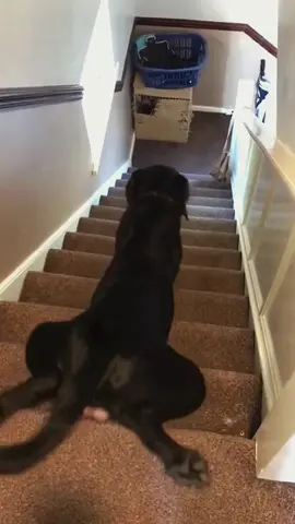 Try not to laugh when you watch 😂😂😂 #funny #dog #animals #funnyvideos #cat #haha #pet #funnypets #PetsOfTikTok #dogsoftiktok 