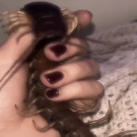 One Eyed King | #ka1z_edits #anime #fyppppppppppppppppppppppppppppppppppp #Fyp #edits #animeedit #animetiktok #phonk #phonk_music #funk #fyp #fypシ゚viral🖤tiktok #fyppp #fypp #manga #tokyo #ghoul #tokyoghoul #ken #kanekiken #kaneki #tokyoghouledit #CapCut 