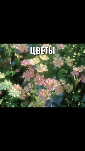 #сос #борискузьмин #nesergey #чугун #егорлетов #свидетельствоосмерти #щп #music #fyp #свидетельство 