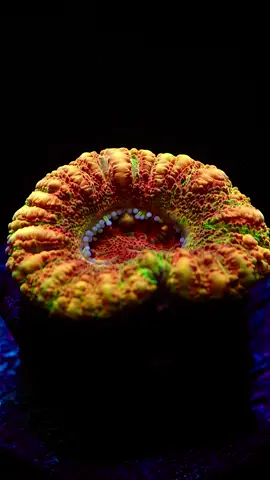 Master Button Scoly🍩 • Feeding: Reef Roids from @polyplab  • #scoly #buttonscoly #scolymia #allmymoneygoestocorals #coral #coralreef #reeftank #timelapse #macrophotography