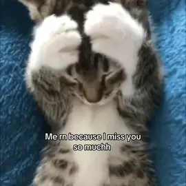 #him #imisshim #lyrics #song #you #foryou #trenddd #cats #sadcats #cutecats #fyppppp #fyyyyyyyyy #fy #fyp #comeback #viral 