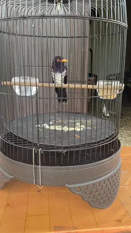 katanya masteran yg lagi viral #kedasihviolet #kedasihungu #violetcuckoo #kicaumaniaindonesia #kicaumania