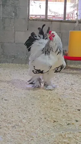 #براهما #الشعب_الصيني_ماله_حل😂😂 #دجاج_براهما_العملاق #براهما_لايت #brahma #brahman #brahmachicken #خيل_وخياله🐎 #جنين_نابلس_طولكرم_رام_الله_فلسطين_48 #عرب #دجاج #طيور 