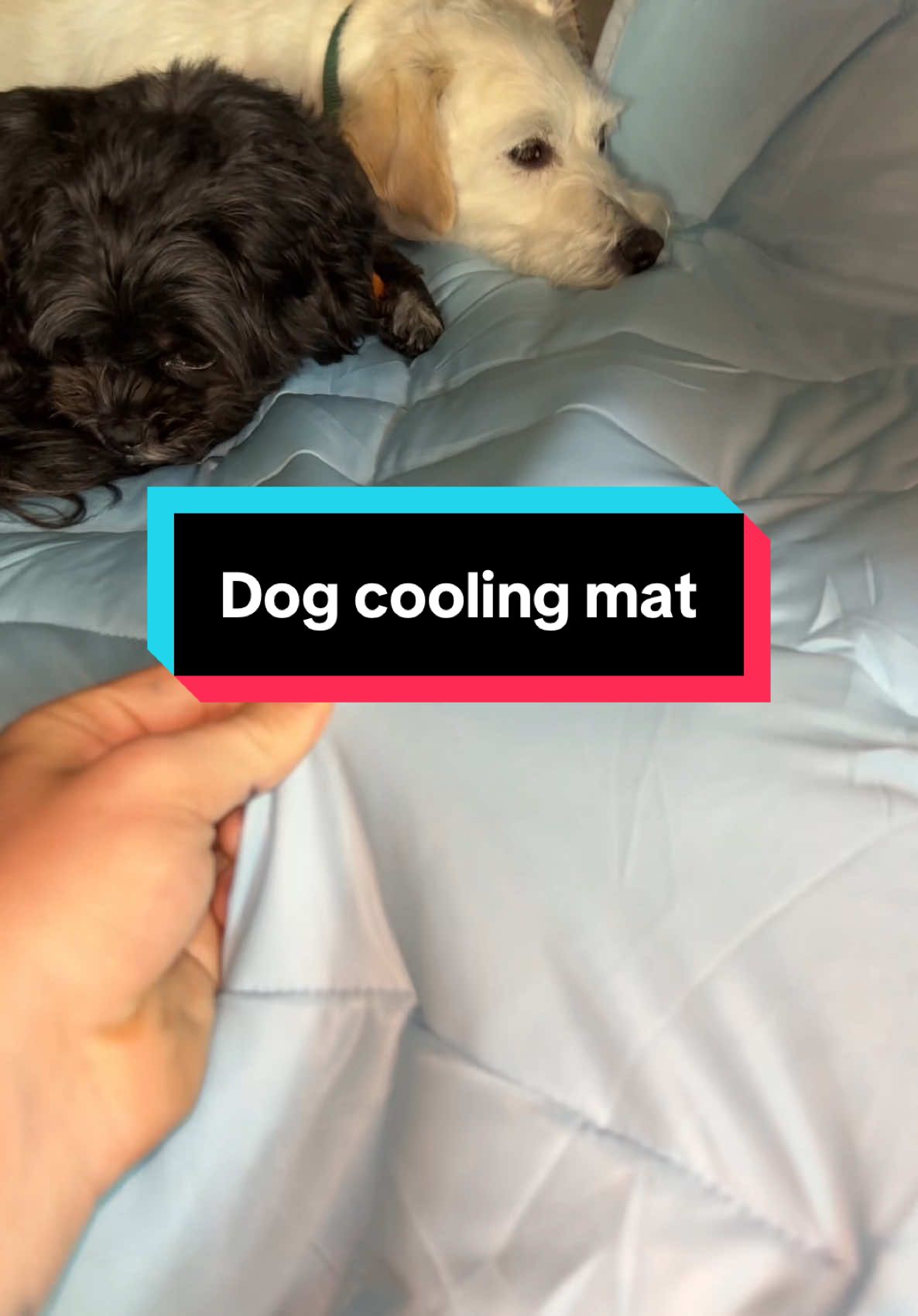 A dog cooling mat is great for the summer heat #dog #dogsoftiktok #dogsoftiktokviral #dogs #dealsforyoudays #tiktokmademebuyit 