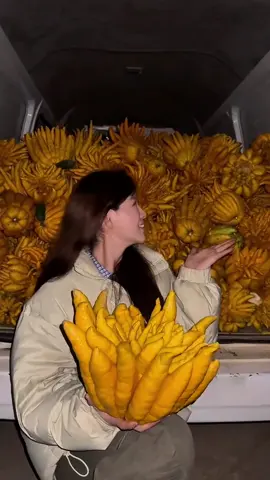 Petik banyak buah jeruk jari Buddha untuk bahan pembuatan parfum #jerukjaribudha #jerukkukuharimau 