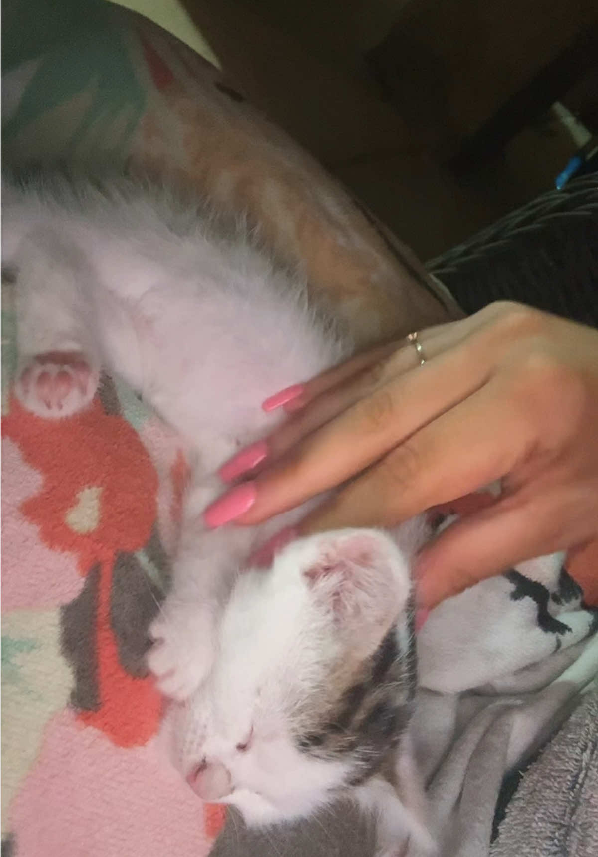 #fyp #chaton #cutecat 