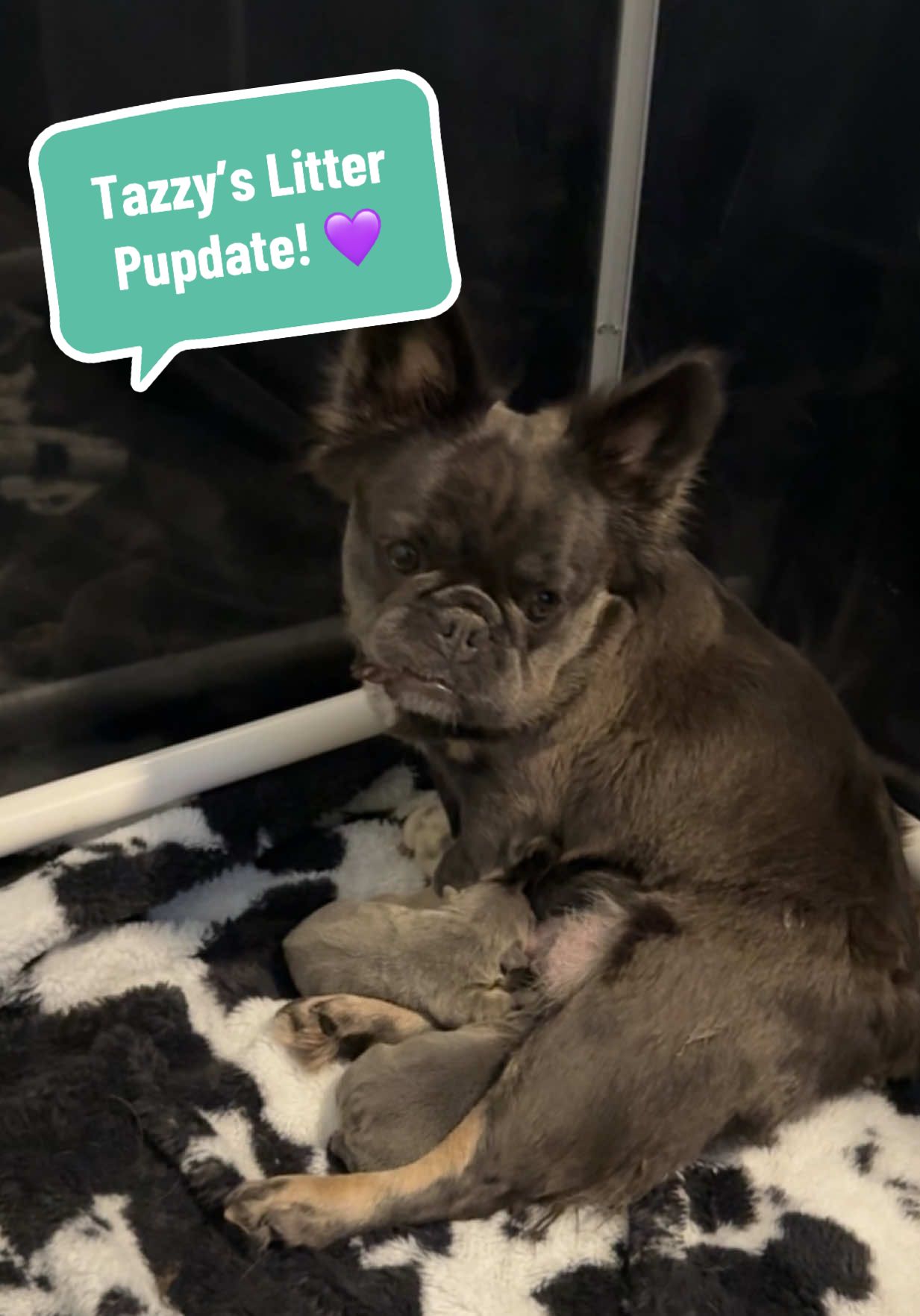 Tazzy’s Litter Pupdate! 💜 if you are signed up for the mailing list more detail details on Taz and her litter will be sent out soon!  #FrenchBulldog #Frenchie #FrenchiePuppy #FrenchBulldogPuppy  #FluffyFrenchie 