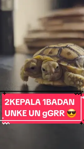 REAL BUKAN HOAX...un GRRRRrrr bgd ga sih? ijin cocoh @Torto Collection posting 🤭 #sulcata2kepala #kurakepala2 #sulcata #sulcatatortoise #tortoise #tortocollection #animalsoftiktok #reptile 