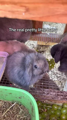 #BabyBunnies   #CuteAnimals   #BunnyTok   #PrettyLittleBaby   #AnimalLovers   #FYP   #ForYouPage   #TikTokPets   #TooCute