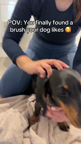 Loves it!  #dachshund #dachshundsoftiktok #sausagedog #viral #fyp 