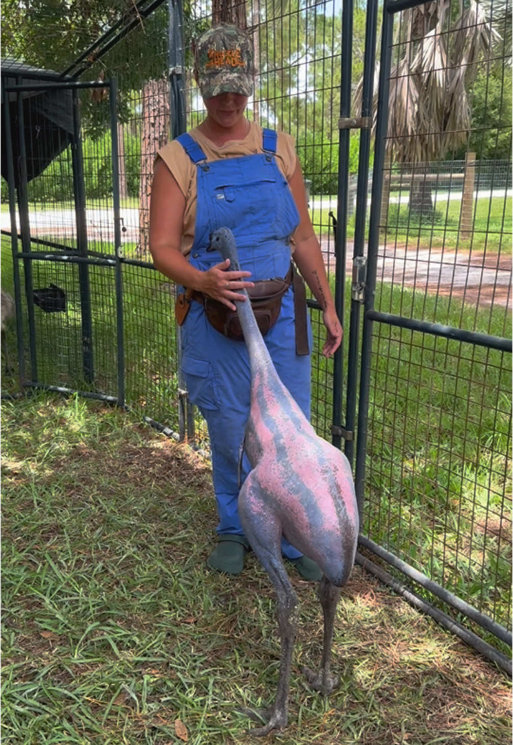 Lots of you have been asking for an update on our bald emus, well, they’re are much taller and still very bald 😅 #baldemu 