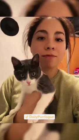#cat #catsoftiktok #catlovers #cats #funnycats #catlover #funnycat #fyp 