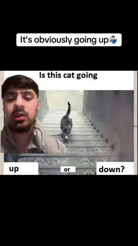 #fyp #cattok #funnytiktok #explore #relateable 