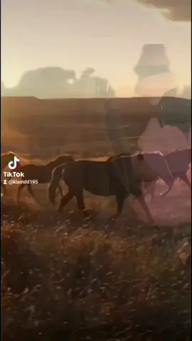#خيل_وخياله🐎 # 