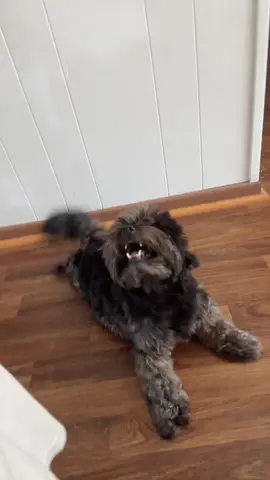 #trending #ranking #rockyourbody #viral #cutedog #funnydog 