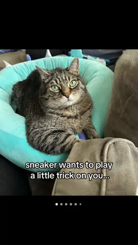 he looks innocent until you open a bag of chips. #catsoftiktok 