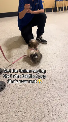 Puppy training at petsmart when kinda good 🤣 #pettraining  @PetSmart 