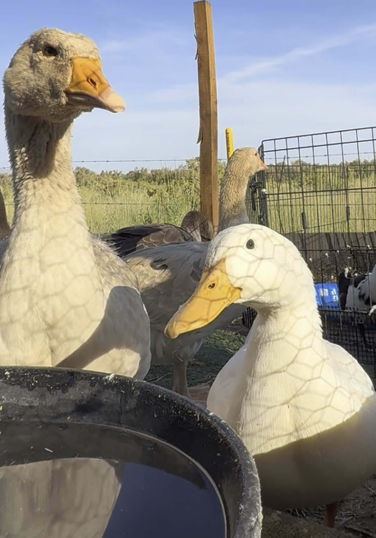 My pump broke on me so today I identify as their pump 😂  every couple of days I change out the birds water to fresh clean water. Normally I’d pump it and use the duck water for the garden; not today haha. #pump #duckwater #geese #ducks #happy #pools #summertime 