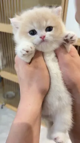 Little Kitten 🐈  #pet #catoftiktok #petslover #catlover #kittenlove #kitten #babycat #kittensoftiktok #babycats #kittenlove 
