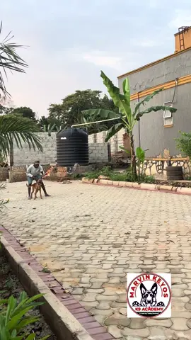 Belgian Shepherds, including the Malinois, are known for their intelligence, alertness, and strong work ethic. #malinoisdog #marvinkeyosk9academy #facts 